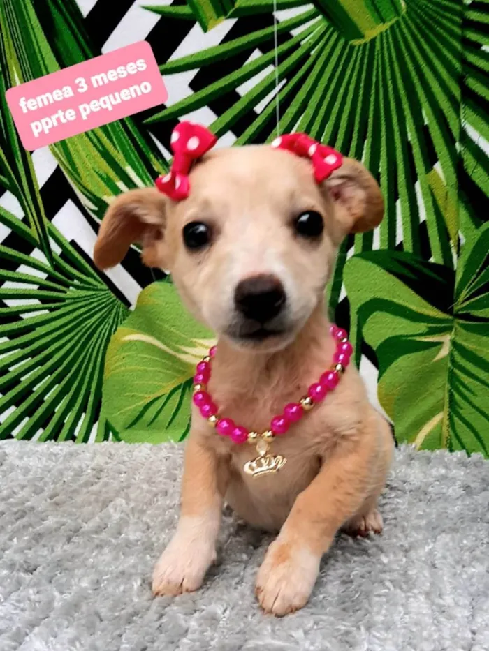 Cachorro raça Srd idade 2 a 6 meses nome Vivi