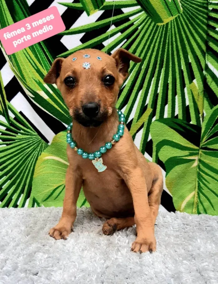 Cachorro raça Srd idade 2 a 6 meses nome Meg 