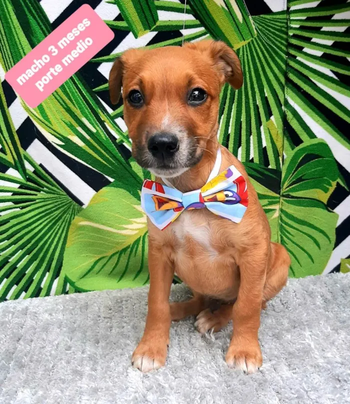 Cachorro raça Srd idade 2 a 6 meses nome Filipe 