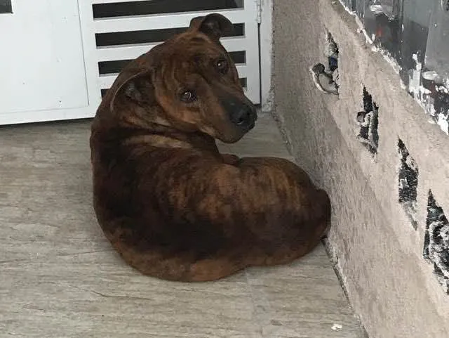 Cachorro ra a Vira-lata  idade 4 anos nome Não sei 