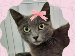 Gato raça Srd idade 1 ano nome Jade