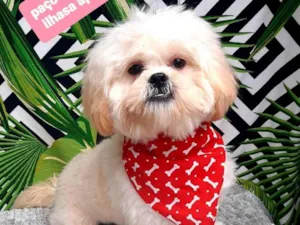 Cachorro raça Lhasa Apso  idade 1 ano nome Paçoca 
