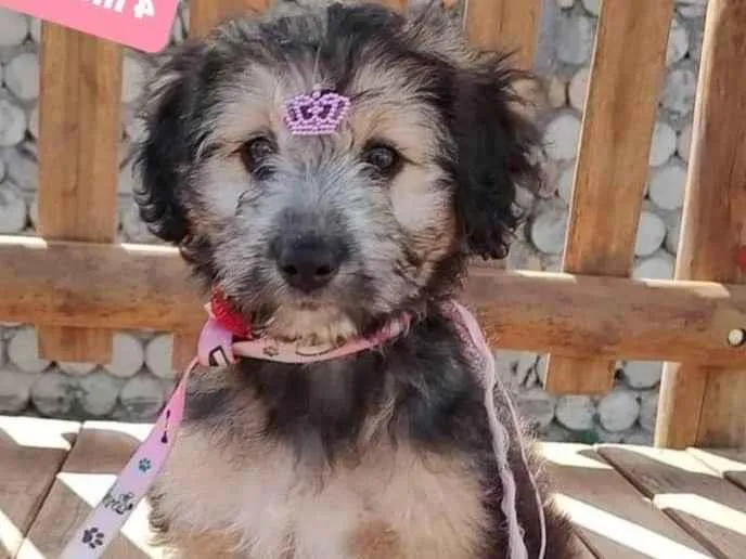 Cachorro raça Srd idade 2 a 6 meses nome Fofinha 