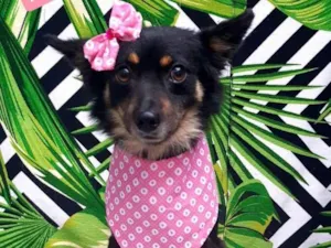 Cachorro raça Srd idade 2 anos nome Pepita 