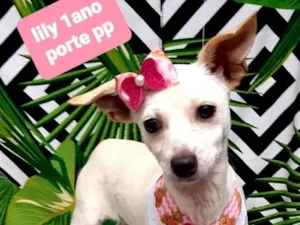 Cachorro raça Srd idade 1 ano nome Lily 