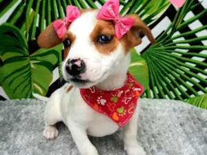 Cachorro raça Srd idade 2 a 6 meses nome Mick 