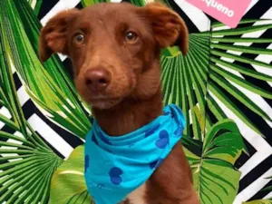 Cachorro raça Srd idade 1 ano nome Tody