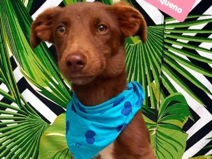 Cachorro raça Srd idade 1 ano nome Tody