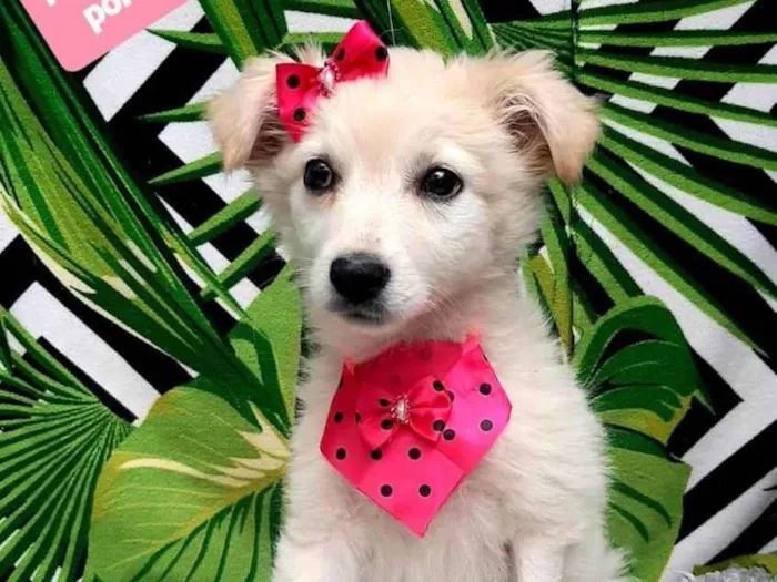 Cachorro raça Srd idade 2 a 6 meses nome Bry 