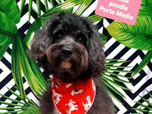 Cachorro raça Poodle  idade 2 anos nome Apolo 