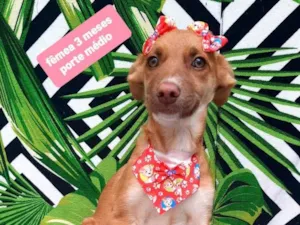 Cachorro raça Srd idade 2 a 6 meses nome Nancy
