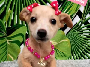 Cachorro raça Srd idade 2 a 6 meses nome Vivi