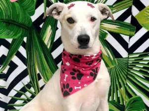Cachorro raça Srd idade 2 anos nome Esmeralda 