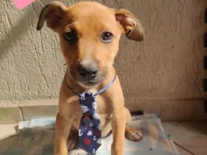 Cachorro raça Srd idade 2 a 6 meses nome Bily