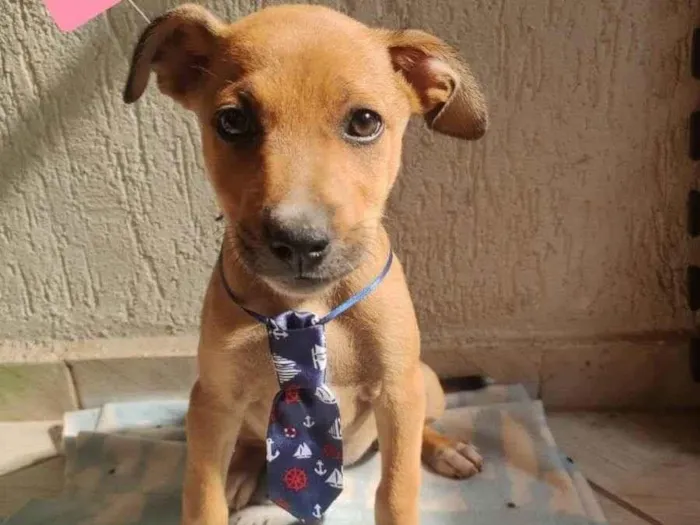 Cachorro raça Srd idade 2 a 6 meses nome Bily