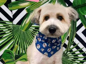Cachorro raça Srd idade 2 anos nome Tedy