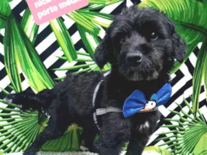 Cachorro raça Srd idade 1 ano nome Nick