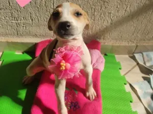Cachorro raça Srd idade 2 a 6 meses nome Lary