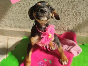 Cachorro raça Srd idade 2 a 6 meses nome Bea