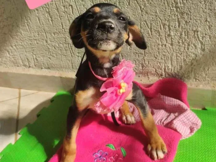 Cachorro raça Srd idade 2 a 6 meses nome Bea