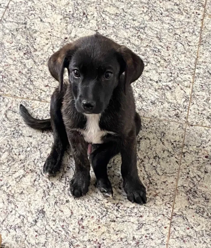 Cachorro ra a SRD idade 2 a 6 meses nome Brownie 