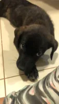 Brownie 