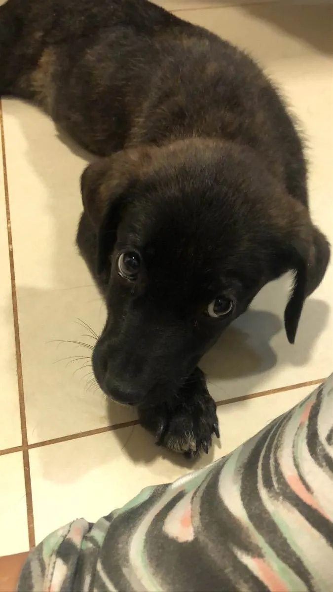 Cachorro ra a SRD idade 2 a 6 meses nome Brownie 