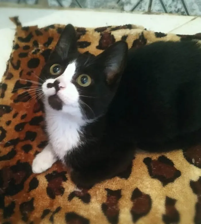 Gato ra a srd idade 2 a 6 meses nome Isa