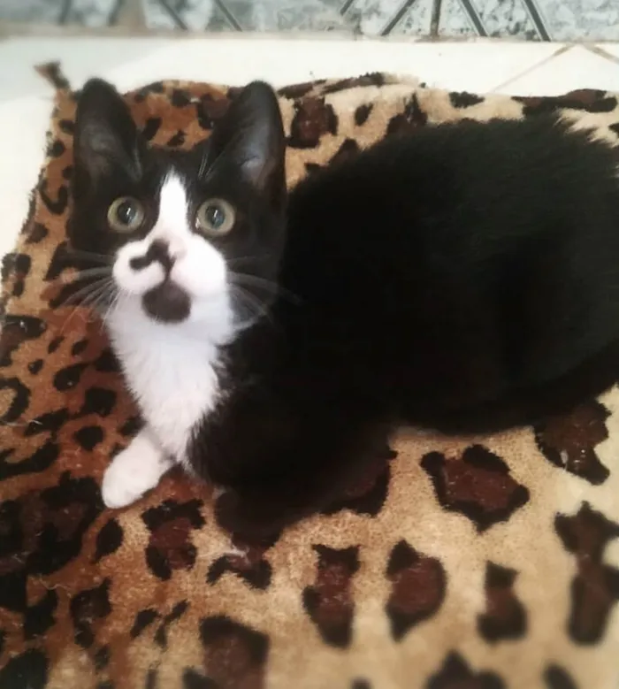 Gato ra a srd idade 2 a 6 meses nome Isa