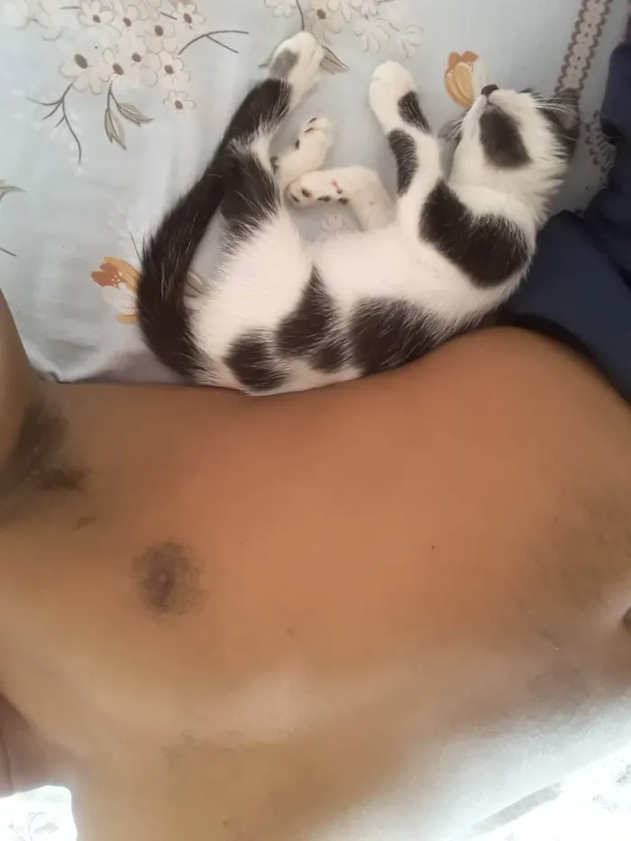 Gato ra a sem raça definida idade 2 a 6 meses nome kakau