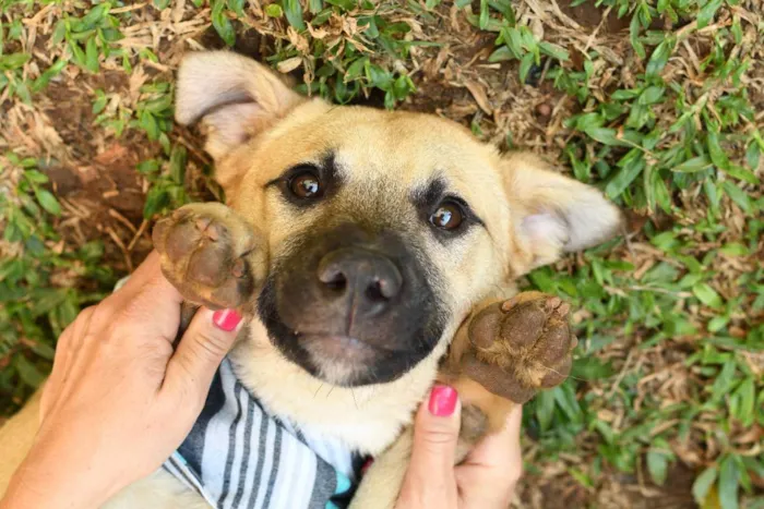 Cachorro raça srd idade 1 ano nome Scoopy