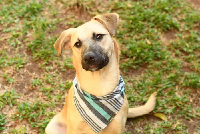 Cachorro raça srd idade 1 ano nome Scoopy