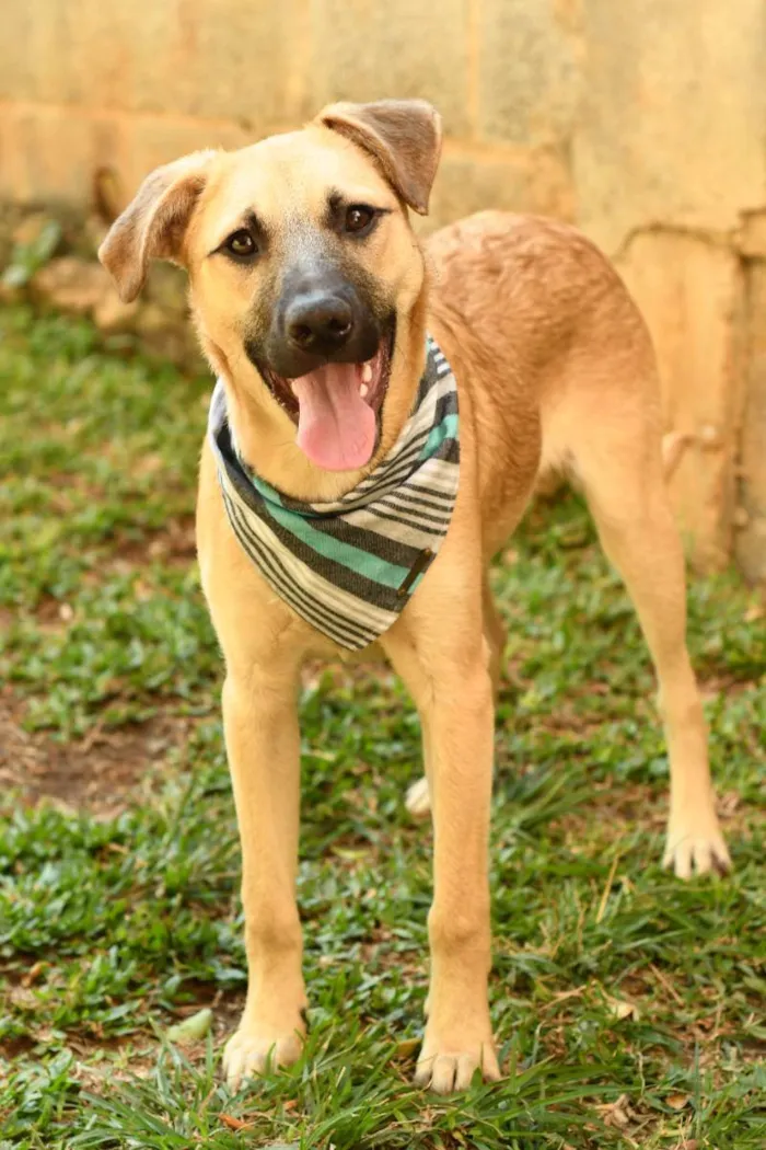 Cachorro raça srd idade 1 ano nome Scoopy