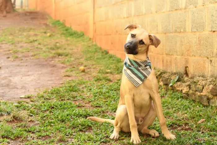 Cachorro raça srd idade 1 ano nome Scoopy