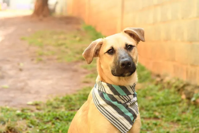 Cachorro raça srd idade 1 ano nome Scoopy