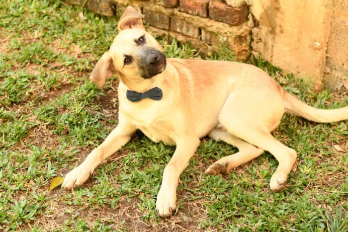 Cachorro raça srd idade 1 ano nome Scoopy