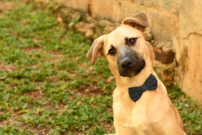 Cachorro raça srd idade 1 ano nome Scoopy