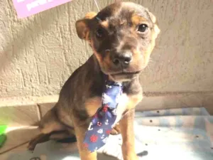 Cachorro raça Srd idade 2 a 6 meses nome Buck