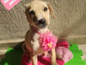 Cachorro raça Srd idade 2 a 6 meses nome Moie 