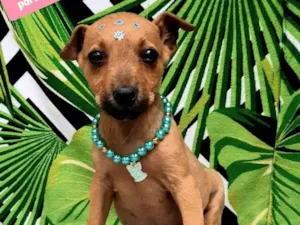 Cachorro raça Srd idade 2 a 6 meses nome Meg 