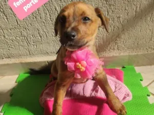Cachorro raça Srd idade 2 a 6 meses nome Lua