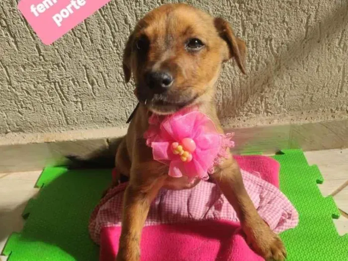 Cachorro raça Srd idade 2 a 6 meses nome Lua