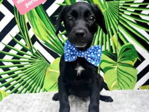 Cachorro raça Srd idade 2 a 6 meses nome Jaspe 
