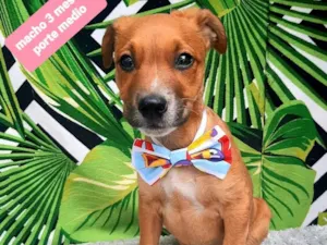 Cachorro raça Srd idade 2 a 6 meses nome Filipe 