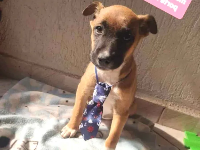 Cachorro raça Srd idade 2 a 6 meses nome Piter 