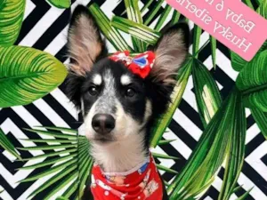 Cachorro raça Husky siberiano  idade 2 a 6 meses nome Baby 