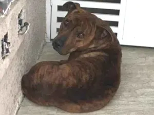 Cachorro raça Vira-lata  idade 4 anos nome Não sei 