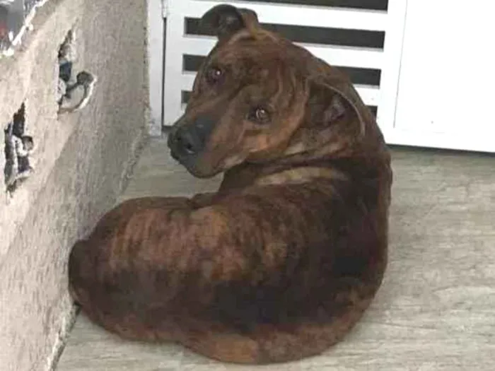 Cachorro ra a Vira-lata  idade 4 anos nome Não sei 