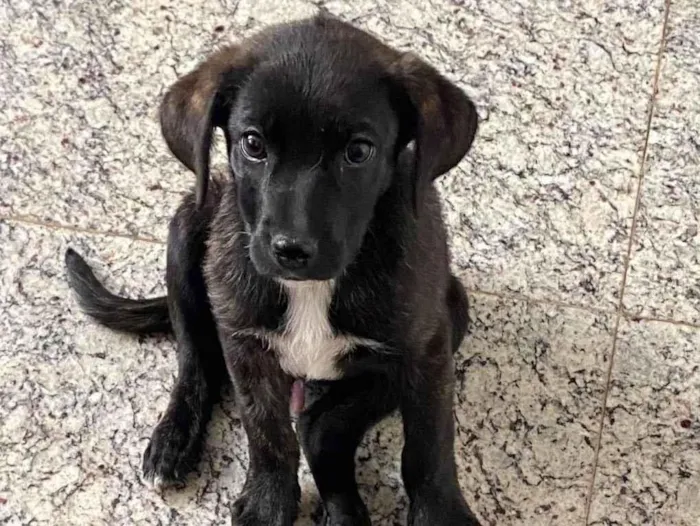 Cachorro ra a SRD idade 2 a 6 meses nome Brownie 