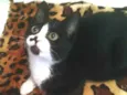 Isa